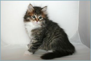 Male Siberian Kitten from Deedlebug Siberians